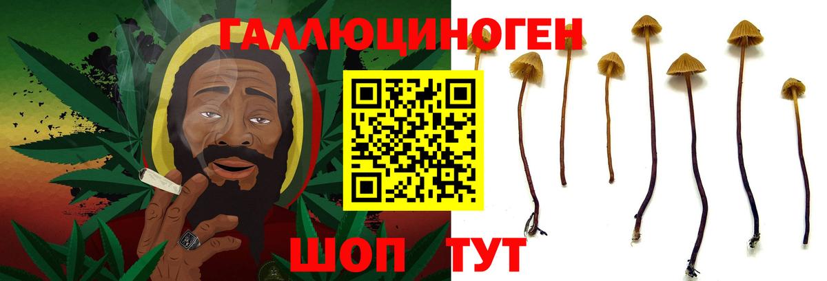 Галлюциногенные грибы Psilocybe Отрадный